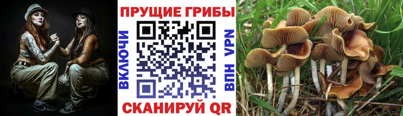 где можно купить наркотик  Себеж  кракен tor  Псилоцибиновые грибы ЛСД 